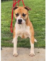 American Staffordshire Terrier, amstaff - Bred-by, Luna (Ataxia Clear By Parental) 