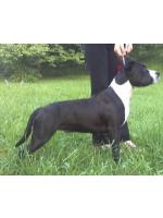 American Staffordshire Terrier, amstaff - Bred-by, Bope