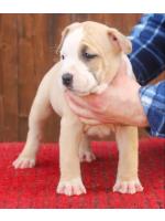American Staffordshire Terrier, amstaff - Bred-by, Athena(Ataxia Clear By Parental) 