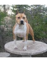 American Staffordshire Terrier Stiky