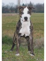 American Staffordshire Terrier Bardo (Ataxia Clear By Perental)