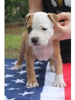American Staffordshire Terrier Chloe (Ataxia Clear By Parental)
