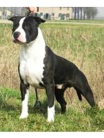 American Staffordshire Terrier Angel (Ataxia Clear by parental) HD-B ED-0 Cardio Normal