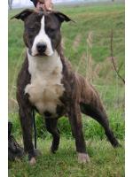 American Staffordshire Terrier Twist (Ataxia Clear By Parental)