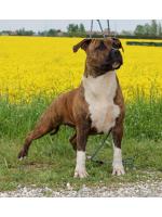 American Staffordshire Terrier, amstaff - Bred-by, Darla (Ataxia Clear By Parental)