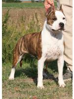 American Staffordshire Terrier, amstaff - Bred-by, Crazy (Ataxia Carrier)