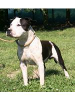 American Staffordshire Terrier, Cuccioli, Luke