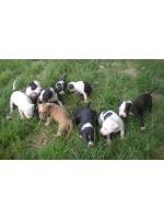 American Staffordshire Terrier, Cuccioli, puppy Luke x Queen