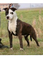 American Staffordshire Terrier Biff (Ataxia Clear By Parental)