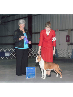 American Staffordshire Terrier, amstaff - Campioni, Polly
