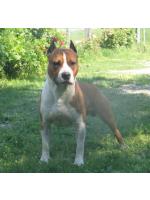 American Staffordshire Terrier, amstaff - Foundation, Buster