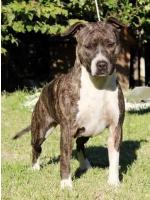 American Staffordshire Terrier Raja (Ataxia Clear by Parental)