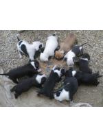 American Staffordshire Terrier, Cuccioli, puppy Luke x Queen