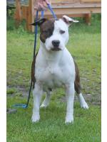 American Staffordshire Terrier Maya (ataxia clear by parental) 
