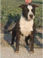 American Staffordshire Terrier Boss ( Ataxia Clear By Parental)