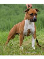 American Staffordshire Terrier Wendy (Ataxia Clear By Parental)