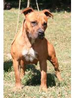 American Staffordshire Terrier, amstaff - Cuccioli, Foxy (Ataxia Clear)