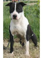 American Staffordshire Terrier, amstaff - Bred-by, Oscar (Ataxia Clear by Parental)