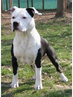 American Staffordshire Terrier Ethan (Ataxia Clear by Parental)