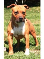 American Staffordshire Terrier Baby (AtaxiaClear)