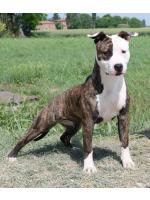 American Staffordshire Terrier, amstaff - Bred-by, Misty (Ataxia Clear)