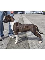 American Staffordshire Terrier, amstaff - Bred-by, Schiva (Ataxia Clear by parental) 