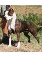 American Staffordshire Terrier Stella  (Ataxia Carrier) HD-A ED-0