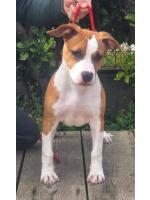 American Staffordshire Terrier, amstaff - Bred-by, Pablo (Ataxia Clear by parental) 