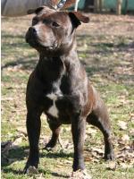 American Staffordshire Terrier Funny