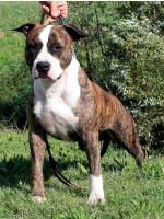 American Staffordshire Terrier, amstaff - Bred-by, Macho (Ataxia Clear By Parental)