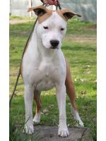 American Staffordshire Terrier, amstaff - Bred-by, Sharon
