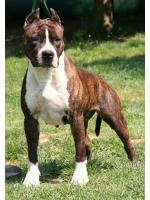 American Staffordshire Terrier, amstaff - Cuccioli, Chica