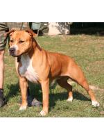 American Staffordshire Terrier, amstaff - Bred-by, Tessa (Ataxia Carrier)