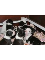 American Staffordshire Terrier, Cuccioli, Puppy