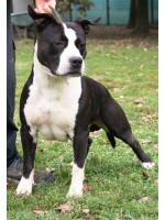 American Staffordshire Terrier Baloo (Ataxia Clear By Parental)