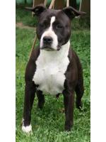 American Staffordshire Terrier Missy (Ataxia Clear)