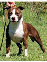 American Staffordshire Terrier, amstaff - Bred-by, Daisy