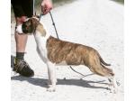 AMSTAFF Clhoe (Ataxia clear by parental) 