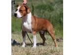 AMSTAFF Red (Ataxia Carrier)