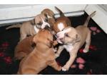 AMSTAFF puppy