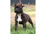 AMSTAFF Lucy