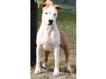 AMSTAFF Sharon