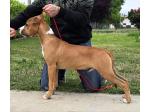 AMSTAFF Moon Rock Landi's Red Ruffian 