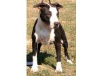 AMSTAFF Margot  (Ataxia Clear By Parental)