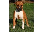 AMSTAFF Wendy (Ataxia Clear By Parental)