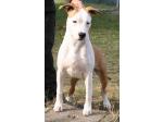AMSTAFF Sharon
