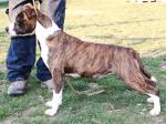 AMSTAFF Vana (Ataxia Clear By Parental)