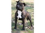AMSTAFF Lucy