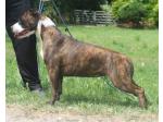 AMSTAFF Kira (Ataxia Clear By Parental)
