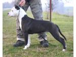 AMSTAFF Buzzy (Ataxia Clear by Parental)